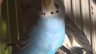 Female BudgieParakeet Chirping Cotton [upl. by Dominic]