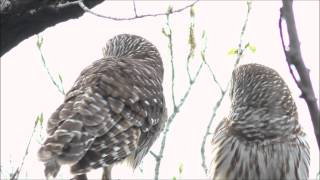 Wild Barred Owls Hooting Calling and Duet [upl. by Oigufer]