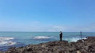 Opaleye Rock Fishing at Inspiration Point Palos Verdes CA [upl. by Vanthe]