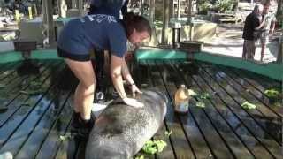 Wildlife at Tampas Lowry Park Zoo  Manatees [upl. by Madge723]