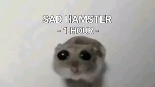 Sad Hamster 1 HOUR [upl. by Darill]