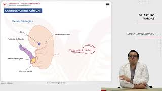 Embriología Desarrollo del sistema digestivo Consideraciones clínicas [upl. by Nerissa]