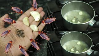 🔴 SUPER Cockroach TRAP  How To Kill Cockroach Within 10 minutes  Home Remedy  Mr maker [upl. by Abate949]