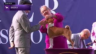 Basenjis  Breed Judging 2024 [upl. by Tarsus]