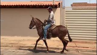 Mula Kasandra Rancho MT filha Jerico Pingo D’água [upl. by Loseff272]