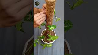 How to Make Moss Stick for Syngonium Plant shorts diy garden tips [upl. by Zannini]