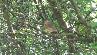 Robin UK Wildlife [upl. by Syl]