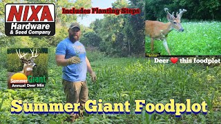 Summer Giant Foodplot from Nixa Hardware  KOAM Outdoors Foodplots [upl. by Nilrem]