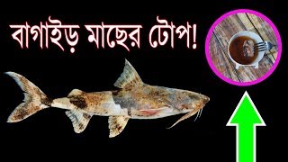 বাগাইড় মাছের টোপ Fishing Technique Video Bagair Bagarius Goonch Catfish Bait [upl. by Oravla]