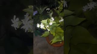 Harsingar Flowers 💐 shorts gardening plants youtubeshorts [upl. by Helprin553]