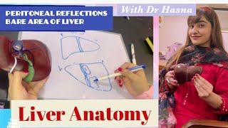 Liver Anatomy  Peritoneal reflections amp Visceral Relations [upl. by Areivax]