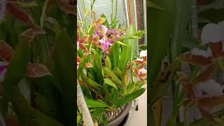 a NoID Miltonia huge beautiful Orchid hybride short orchidcollection flower [upl. by Fidelas]