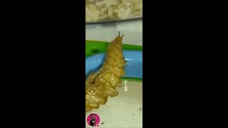 mealworm to beetle 2stage cycle of life trending [upl. by Nicolas]