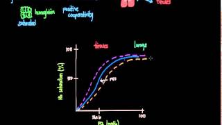 OxygenHemoglobin Dissociation Curve [upl. by Acinod123]