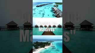 shorts maldives [upl. by Odom]