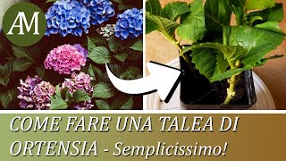 Come fare una talea di ortensia  Orto e giardino [upl. by Nbi]