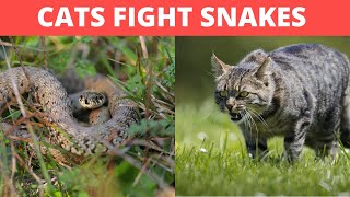 Cat Attacks Snake Cat vs Snake Can a Cat Kill Snake Important Facts For Outdoor Cat Owners [upl. by Myke]