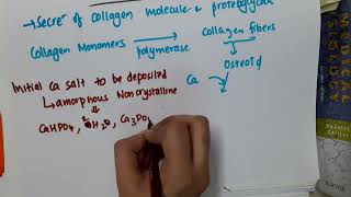 3 6 mechanism of bone calcification mp4  PHYSIOLOGY [upl. by Ahsein903]