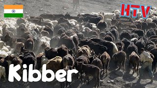 Spiti Kibberwith the Herd [upl. by Birchard116]