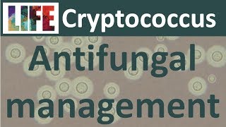 Cryptococcal meningitis treating with antifungals [upl. by Ilagam]