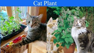 How To Grow Catnip Plant From Seeds For Your Cats Naturally Mosquitoe Repplent Herb [upl. by Leary]