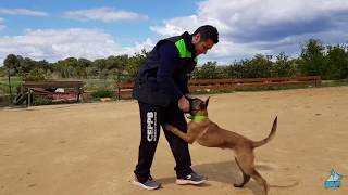 Rutina entrenamiento con Malinois cachorro de 3 meses y medio [upl. by Seavey]