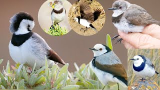 Whitefronted Chat is a lovely example of Australias diverse birdlife with its distinctive [upl. by Fiertz]