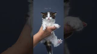 Maine Coon Kitten growing UP catographer furryfritz kitten timelapse cutecats mainecoon cat [upl. by Chrysler]