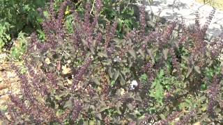 Medicinal Plant Ocimum tenuiflorum or Ocimum sanctumTulasi The Holy Tree of Hindus 1 [upl. by Marena]