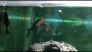 Tiger Shovel nose catfish feeding behavior [upl. by Janos]