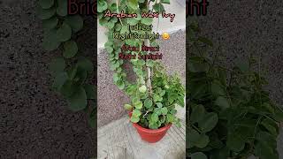 Arabian Wax Ivy Plant Carecissus Rotundifolia propagation tips aadishkiduniya shorts arabianwax [upl. by Kaitlin]