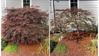 Before amp After pruning a Japanese laceleaf Japanese maple  previously unpruned on Camano Island WA [upl. by Enajyram]