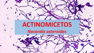 Microbiologia Médica Nocardia asteroides  Actinomicetos [upl. by Etnomed278]