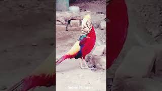 Golden Pheasant  Beautiful Pheasant  Colorful Bird birds shorts [upl. by Hselin462]