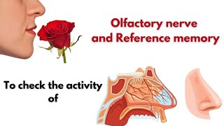 To check the activity of Olfactory nerve and Reference memory hap mlsuudaipur medicalstudent [upl. by Waddell]