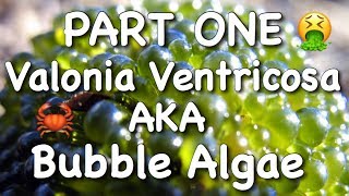 Valonia Ventricosa AKA Bubble Algae  Part One [upl. by Tifanie]