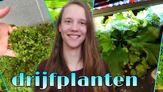 Alles over drijfplanten in het aquarium Nickey [upl. by Meghann801]