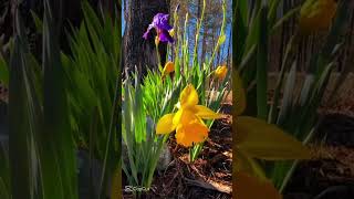 variety of flowers for garden [upl. by Melvyn406]