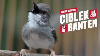 SUARA BURUNG  Ciblek GACOR Ngebren Dari BANTEN [upl. by Jann]