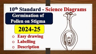 Germination of Pollen on Stigma diagram DRAWING  LABELLING  SSLC  SCIENCE  Biology [upl. by Atiuqes211]