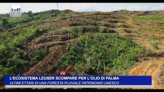 LECOSISTEMA LEUSER SCOMPARE PER LOLIO DI PALMA [upl. by Kind]