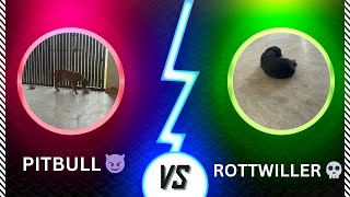 Pit bull vs Rottweiler Fight Ho Jati dono ki Bach gaye dono ğŸ˜® [upl. by Candace429]