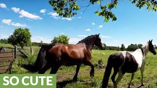 Drone captures majestic Clydesdales running with herd [upl. by Andrews]