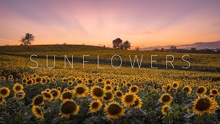 Kansas Sunflower Fields  Grinter Farm  Aerial amp Timelapse [upl. by Sucirdor]