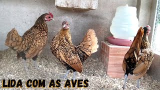 Remédio eficiente contra piolho de galinha  Manutenção de aves  Coração Campeiro [upl. by Alameda]