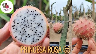 Selenicereus grandiflorus 🐉 Princesa Rosa 😍dragonfruit pitahaya pitayas selenicereuscactus [upl. by Hepzi]