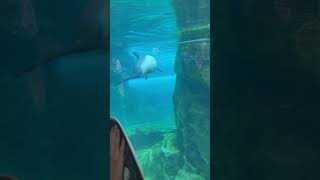 Dolphin 🐬 Life dolphin swim feed disney florida ocean eyes [upl. by Prosper575]