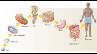 Levels of organisations  Class 9  Biology [upl. by Dorej]