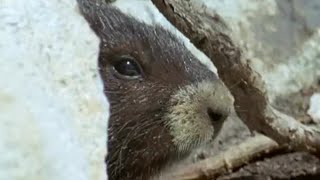 Waking up from Hibernation  Animals The Inside Story  BBC Earth [upl. by Yart148]