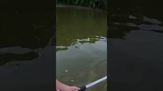 CLOSE CALL SAUGER fishing wabash supper [upl. by Sammons]